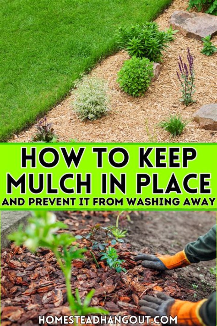 What kind of mulch keep termites away