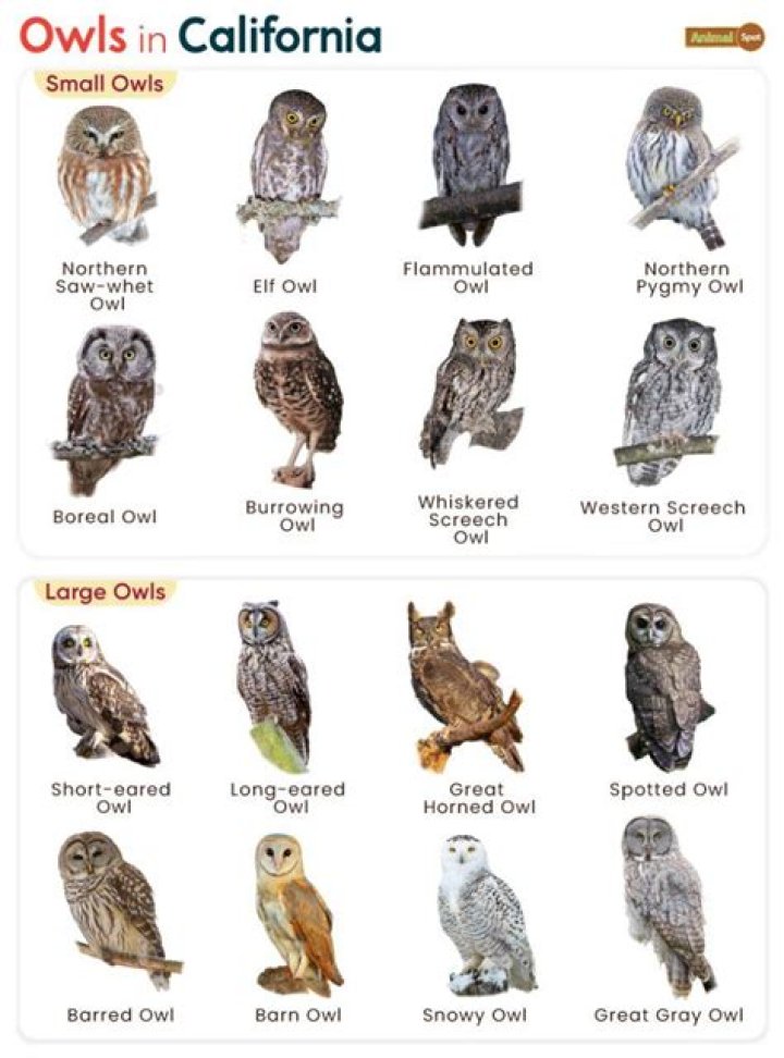 What kind of owls live in Southern California