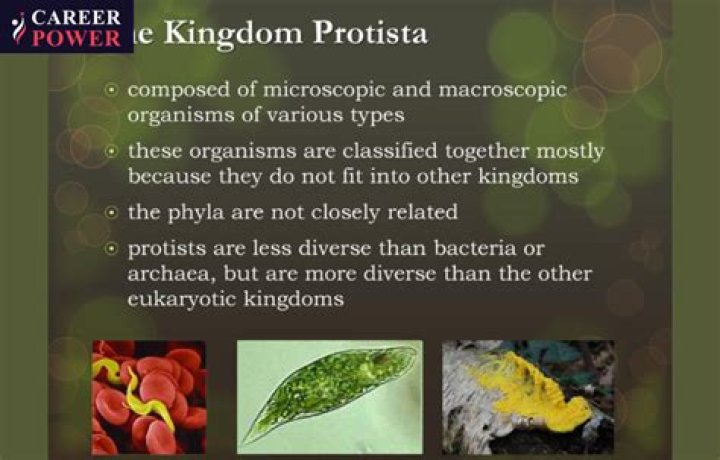 What kind of protist is paramecium