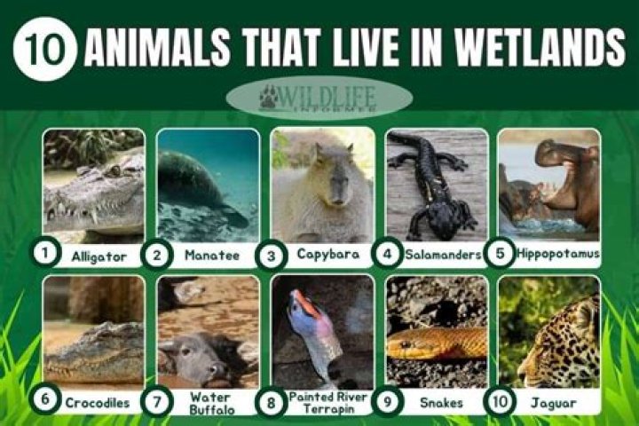 What kinds of animals live in Germany