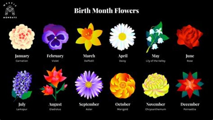 What month do alliums flower