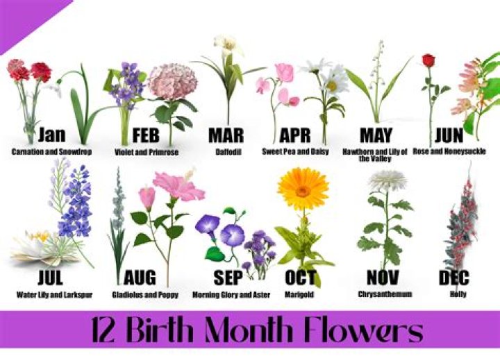 What month do gladioli flower UK