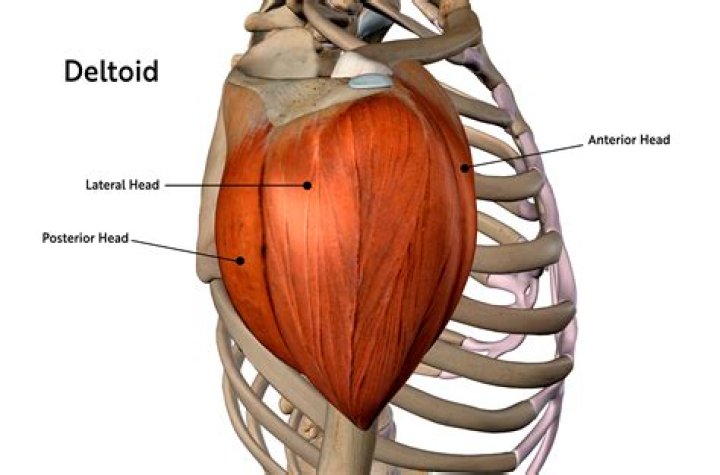 What muscle is buried under the deltoid