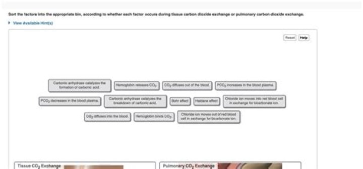 What occurs during the invisible primary