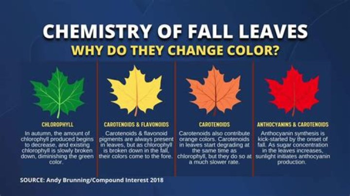 What order do leaves change color