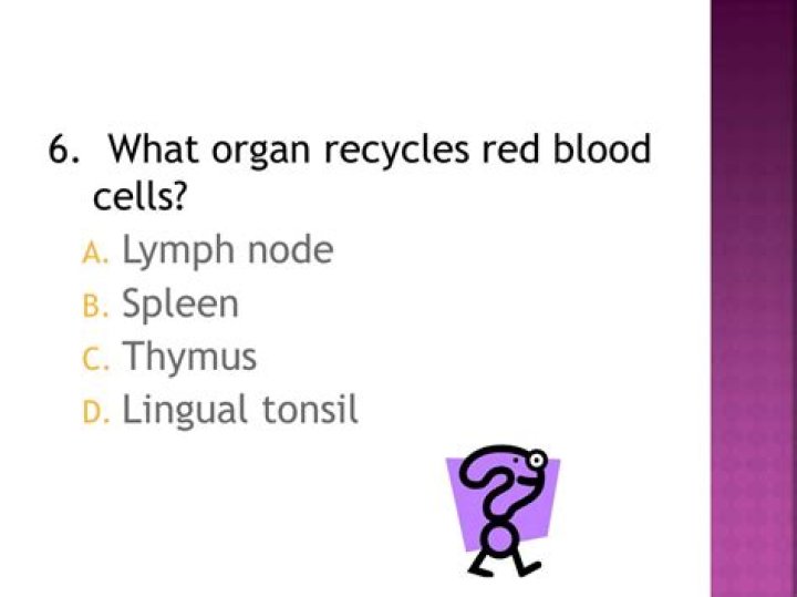 What organ recycles red blood cells