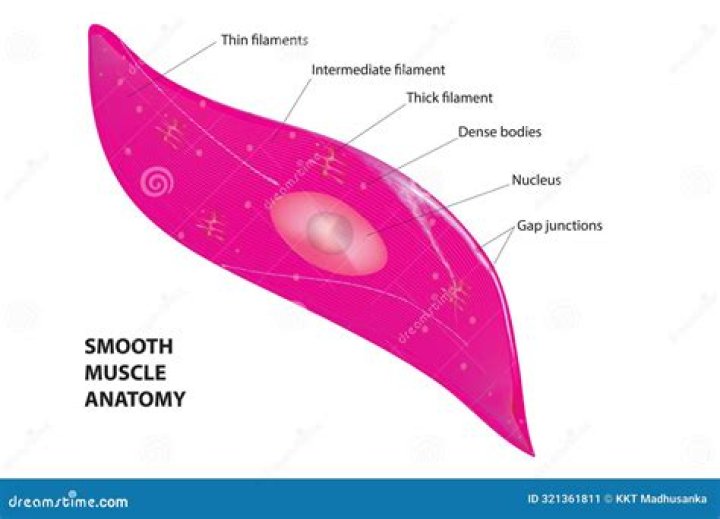 What organs are made of smooth muscle