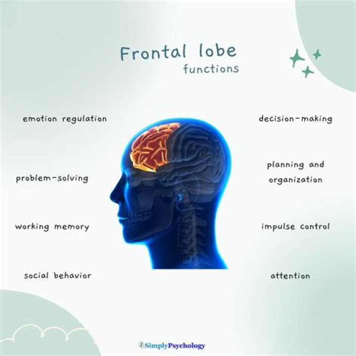What other structures are near the frontal lobe