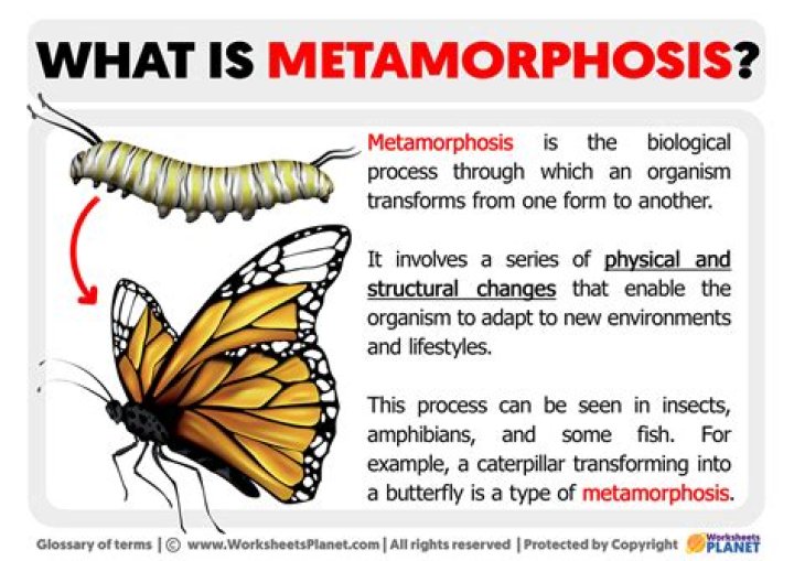 What part of speech is the word metamorphosis