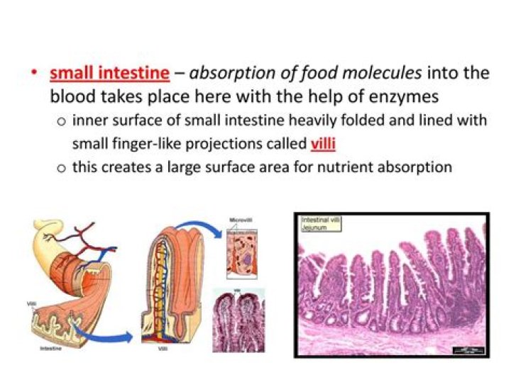 What percent of nutrients are absorbed in the small intestine