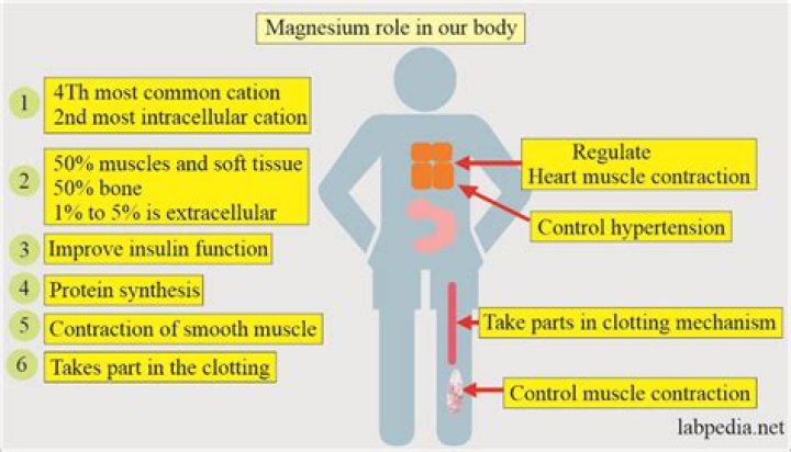 What percentage of our bodys magnesium is found in the bones