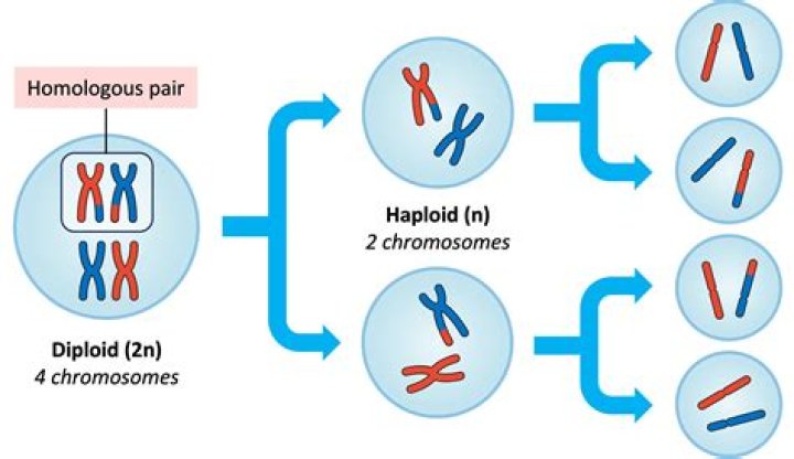 What phase do 2 haploid daughter cells form