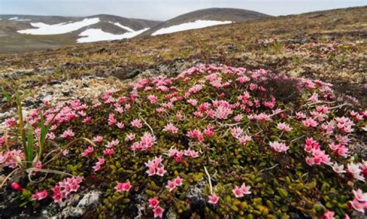What plants and trees are in the tundra