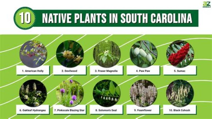 What plants are edible in North Carolina