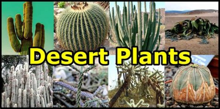What plants live in dry climates