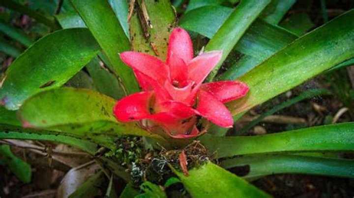 What plants live on the emergent layer