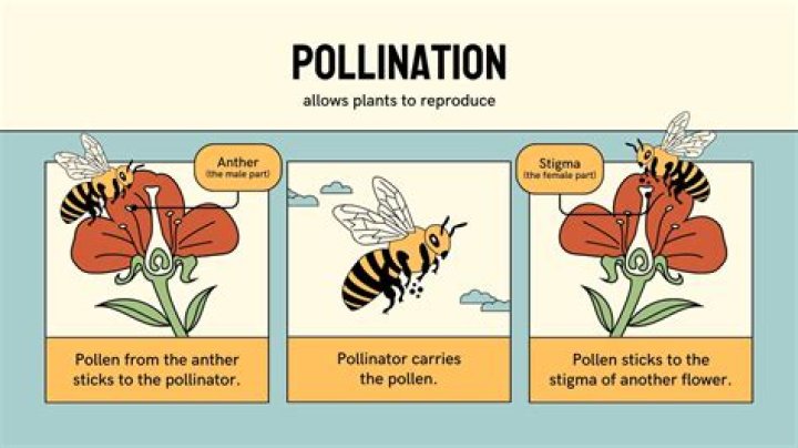 What plants need bees to pollinate
