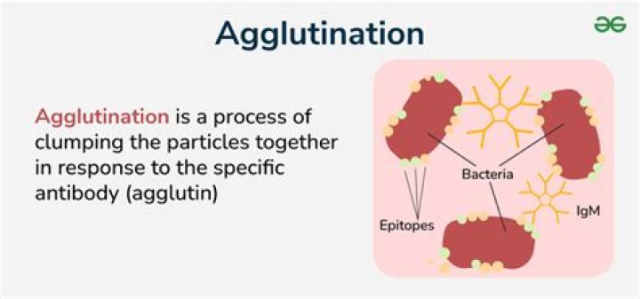 What process does agglutination promote