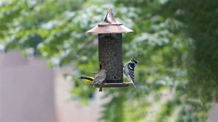 What should I put in my bird feeder