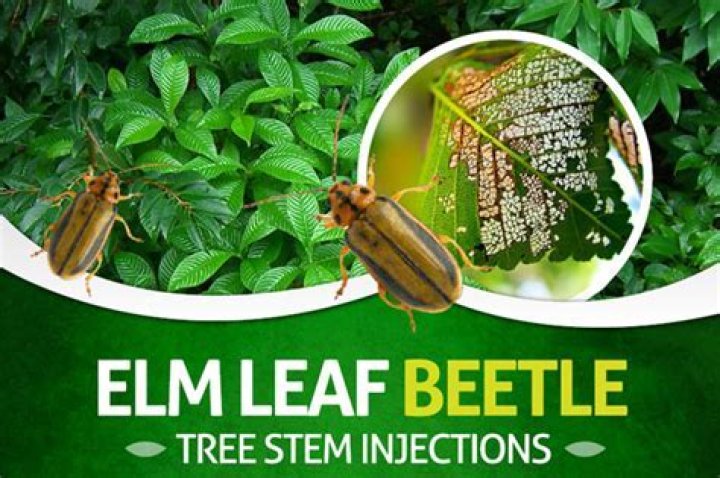 What spray kills elm leaf beetle