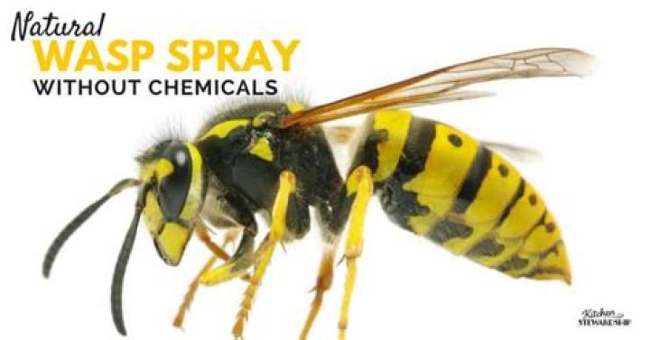What spray will kill wasps
