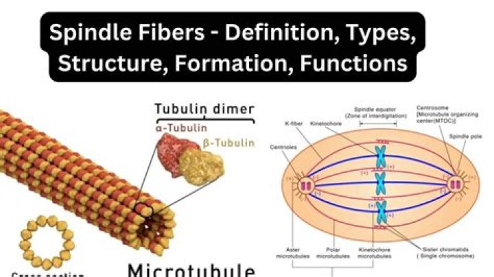 What stage do spindle fibers attach to chromosomes