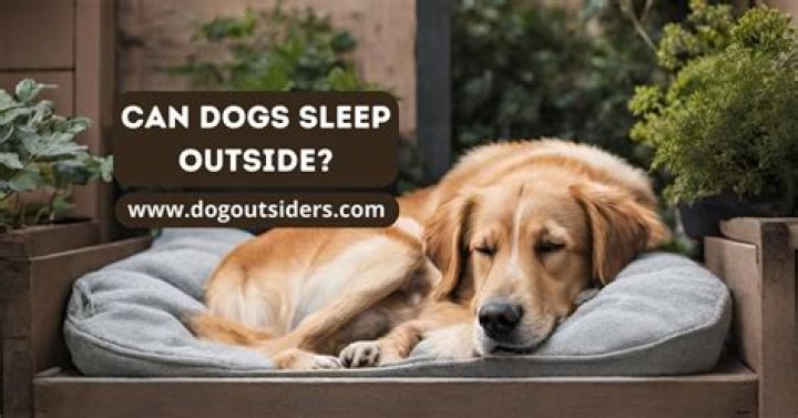 What temperature can dogs sleep outside
