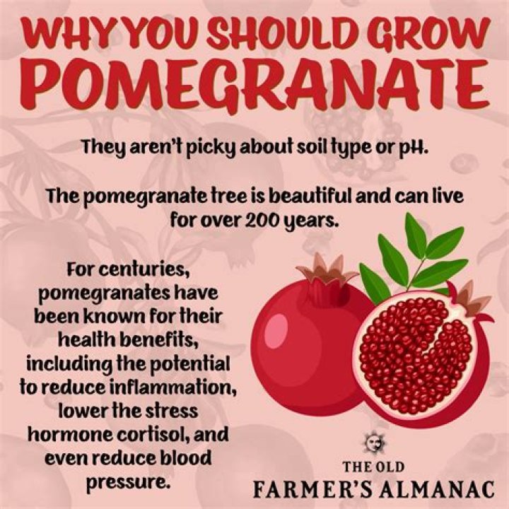 What time of year are pomegranates ripe