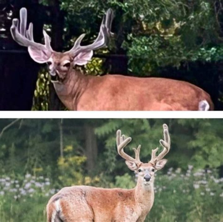 What time of year do deer shed velvet