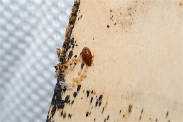 What to do if bed bugs are in the walls