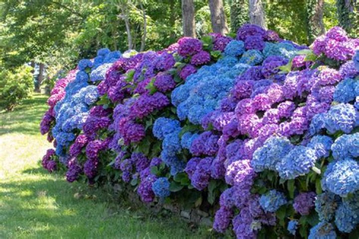 What to put on hydrangeas to make them blue