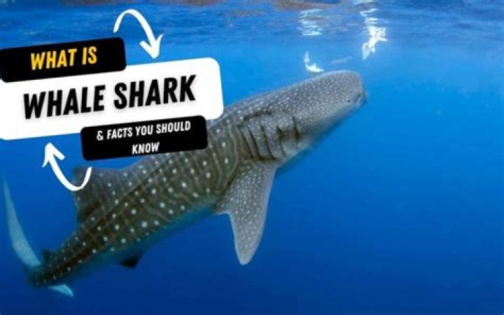What trophic level is a whale shark