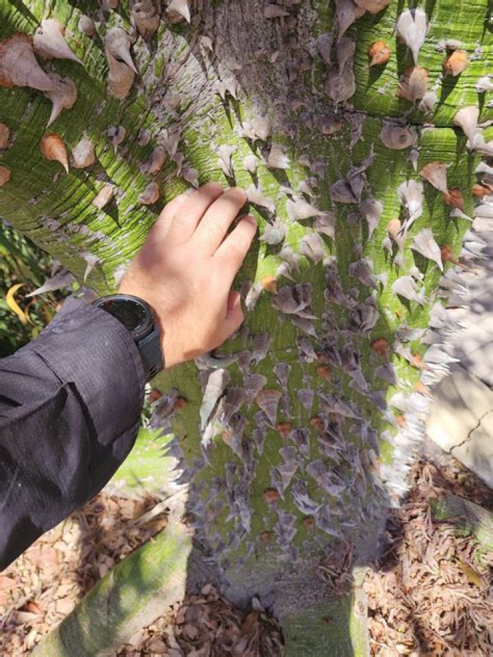 What type of leaf does the silk floss tree have