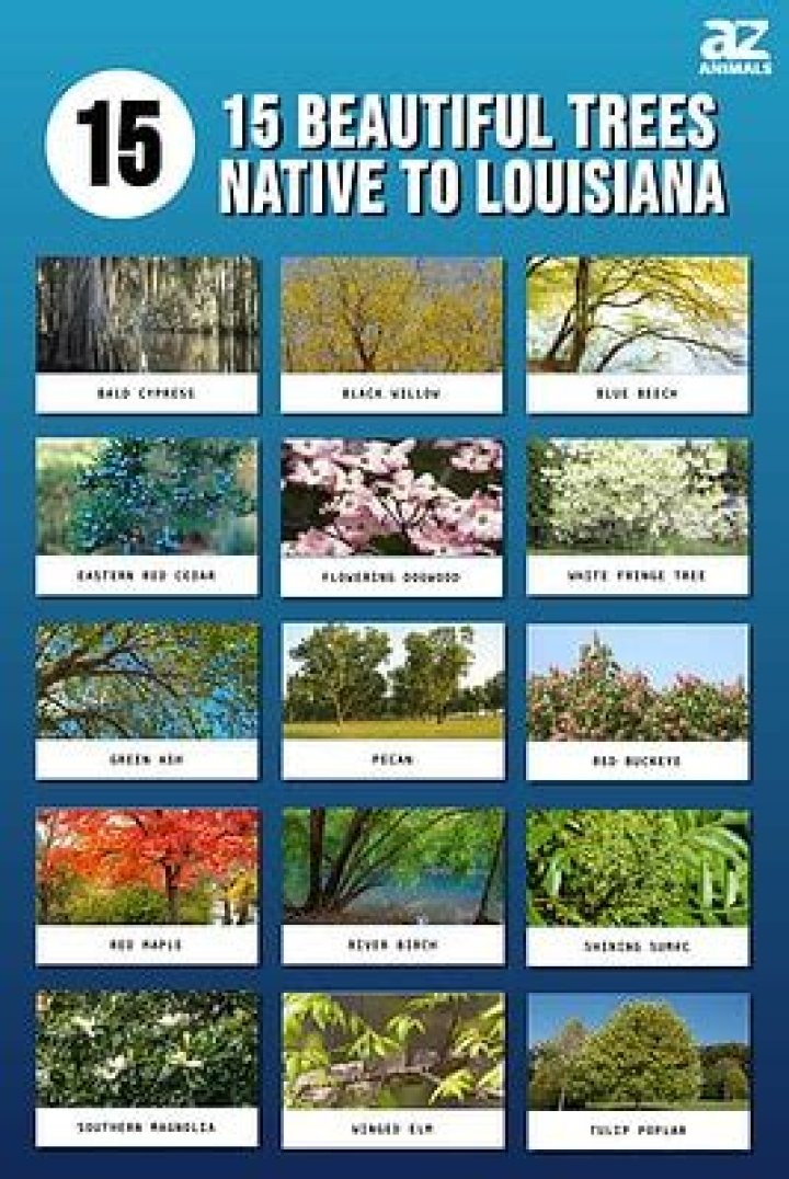 What type of trees grow in south Louisiana