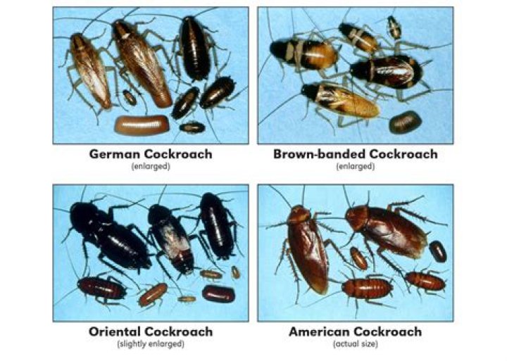 What will kill Asian roaches