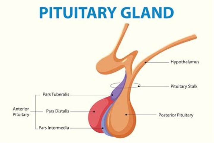 What would happen without the pituitary gland