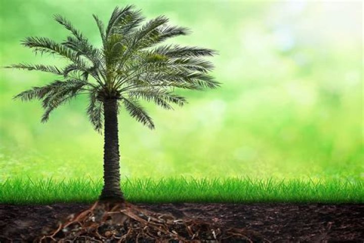 Whats the best soil for palm trees