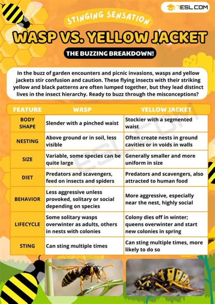 Whats the difference between a honey bee and a yellow jacket