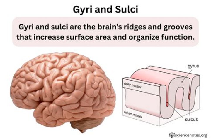 Whats the difference between gyrus and sulcus