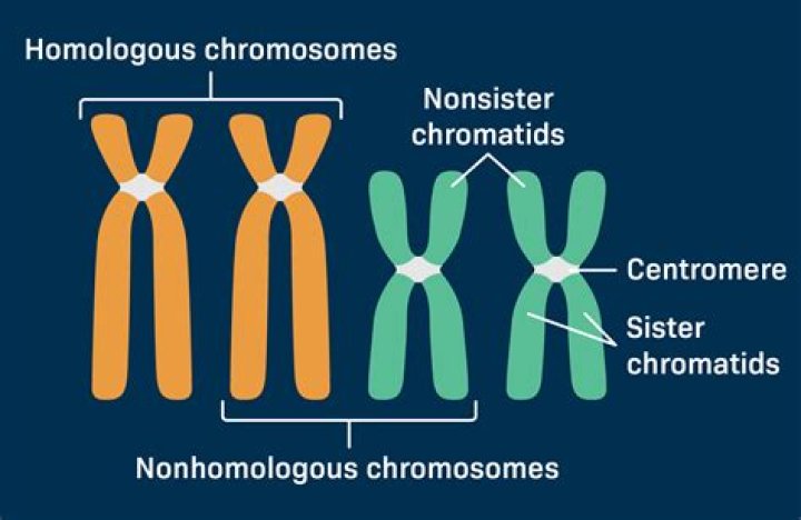 When a cell contains two sets of chromosomes in its somatic cells it is called