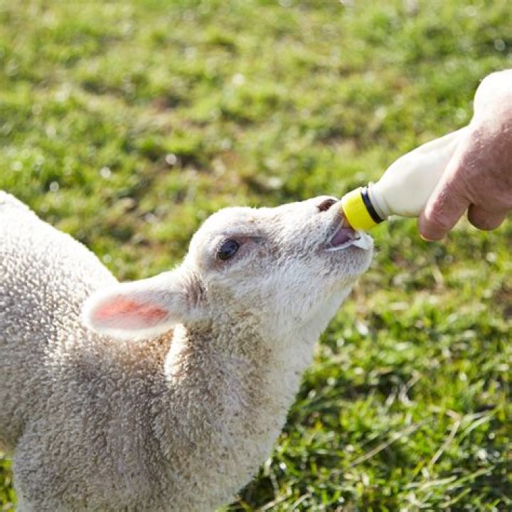 When can bottle fed lambs be weaned