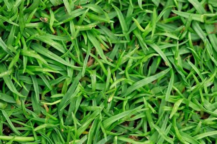 When can I plant grass seed in Knoxville TN