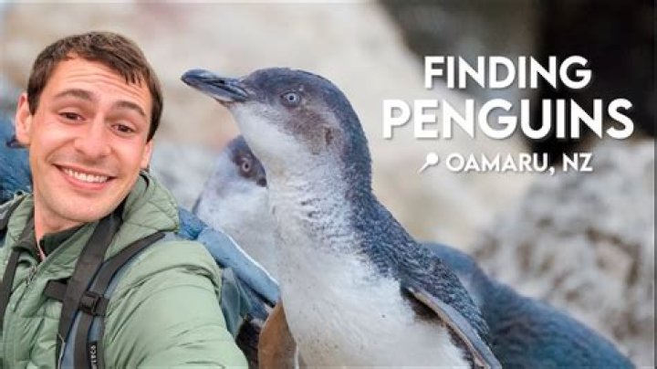 When can I see penguins Oamaru