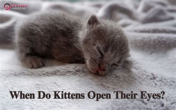 When Do Kittens Open Their Eyes