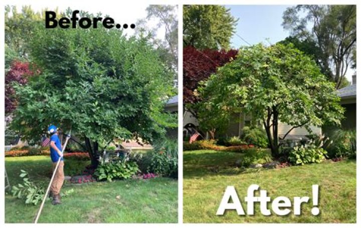 When should a walnut tree be pruned