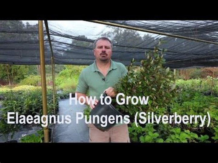 When should Elaeagnus bushes be pruned