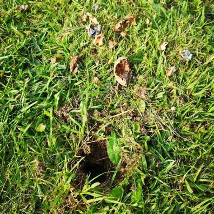 When should I apply calcium to my lawn