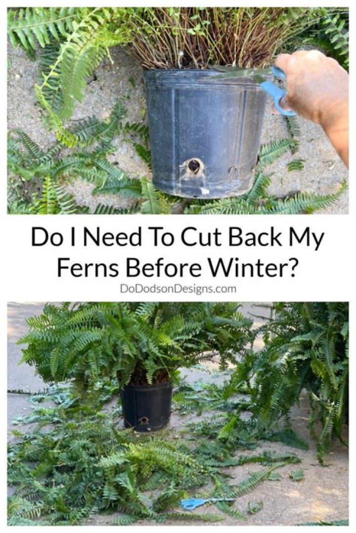 When should I cut back my polemonium