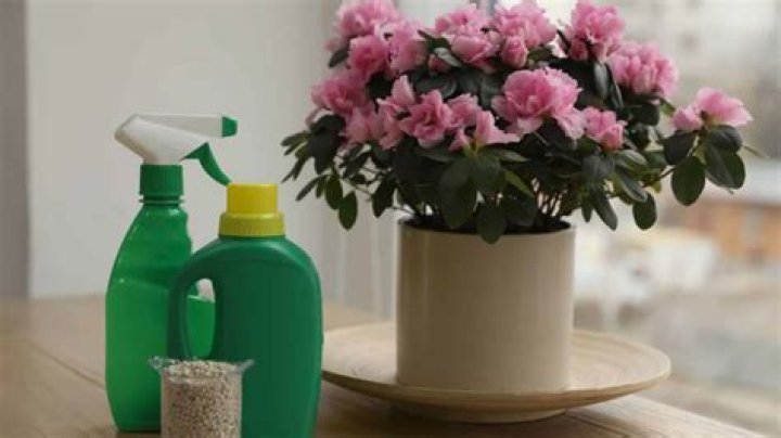 When should I fertilize my tropical plants