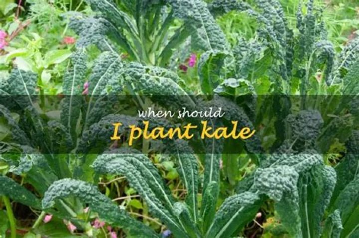When should I plant kale